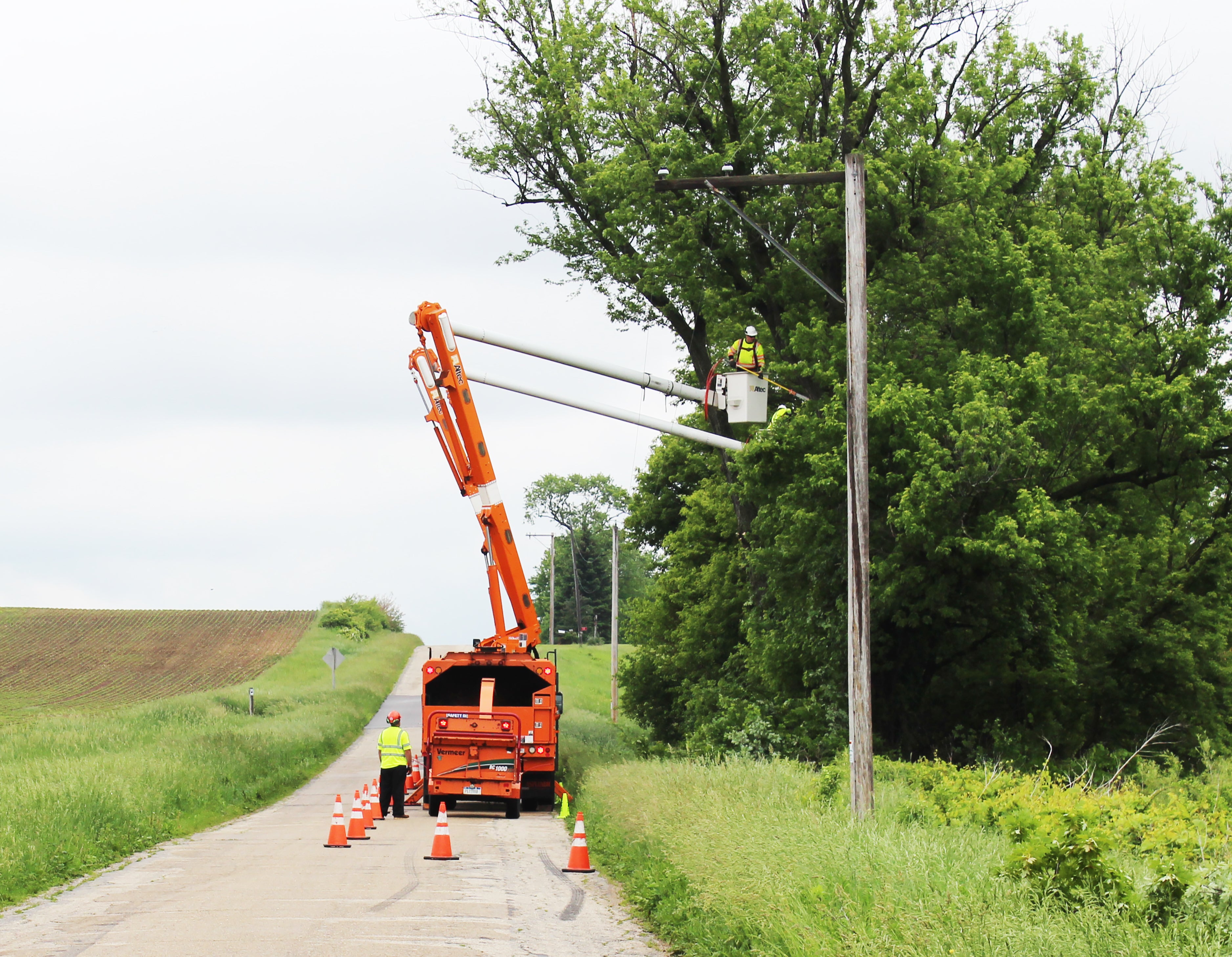 TreeTrim