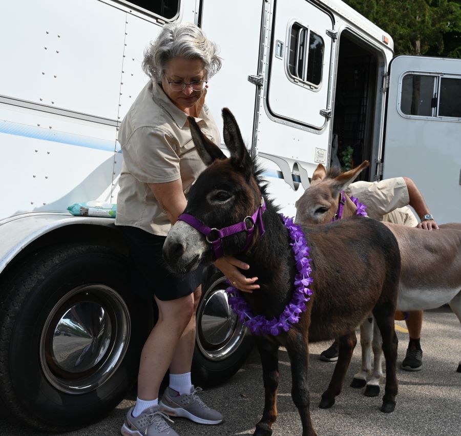 Donkey1